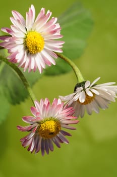 Daisy
