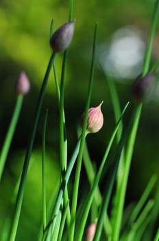 Chives