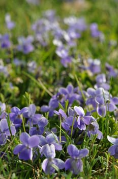 Violet meadow