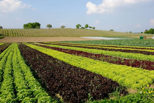 Lettuce cultivation