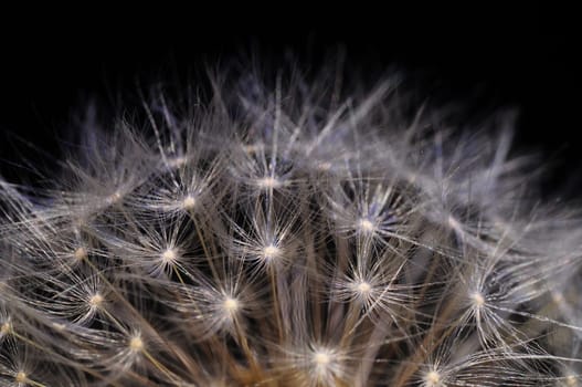 Dandelion