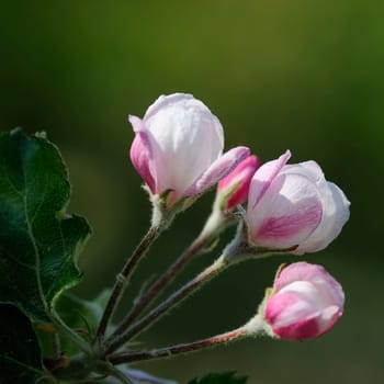 apple blossom