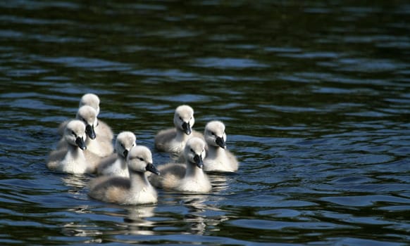 Swan Children