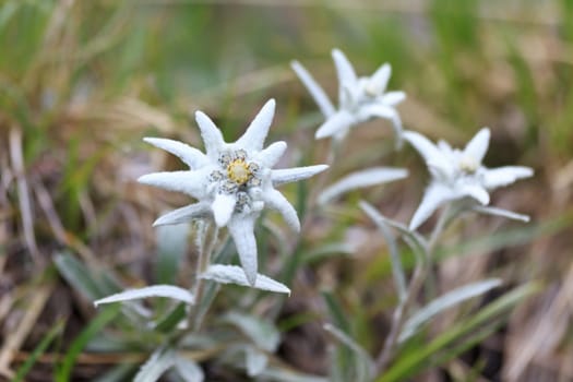 a bouquet of edelweiss near a mountain