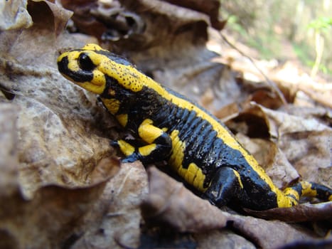Fire salamanders in the Kellerwald National Park