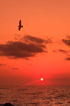 Sunrise at sea and a bird in flight