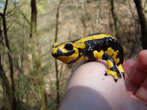 Fire salamander in hand