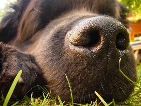 Tired Newfoundland
