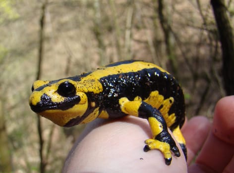 Fire salamander in hand