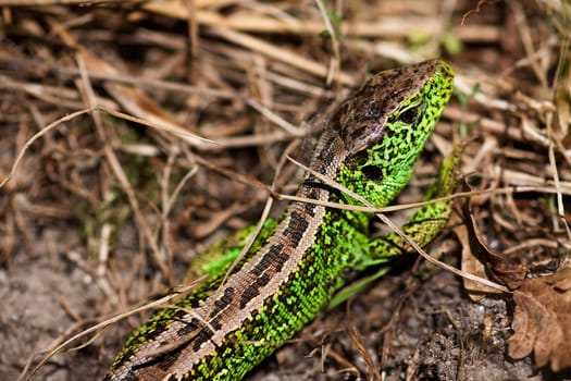Sand lizard