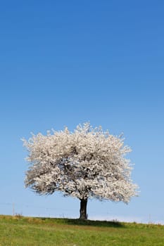 white and blue