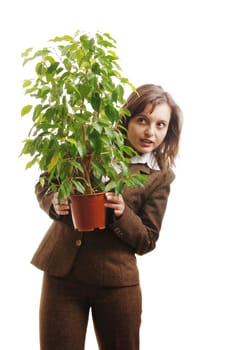 Business woman in suit hiding behind green ficus plant - isolated on white