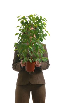 Business woman in suit carrying and hiding behind benjamin ficus plant - isolated on white