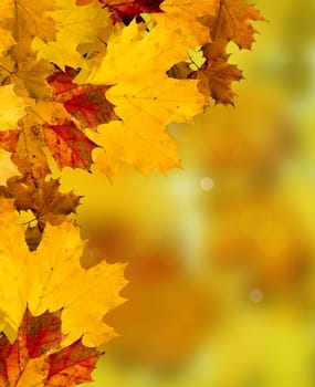 Abstract Background Composition - Autumn Leaves