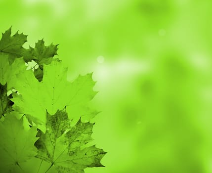 Abstract Background Composition - Autumn Leaves