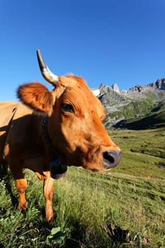 cow world