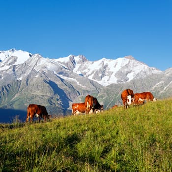 mountain cow square