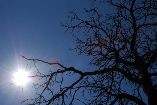 Antler tree backlit