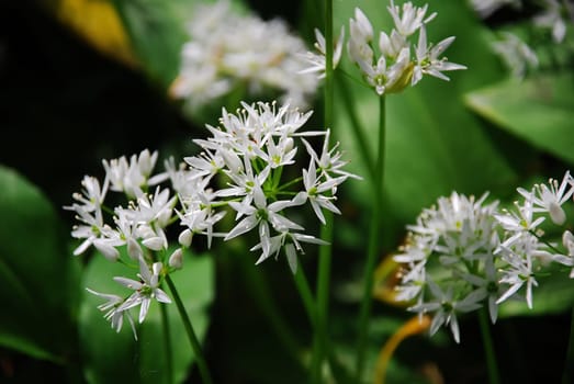 Ramsons