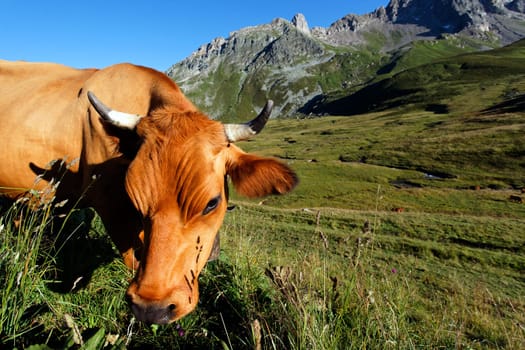 eating altitude grass