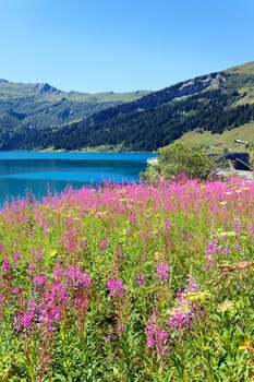 flowers of lake