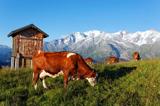 grass cow and mountain