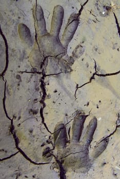 Raccoon track at the Hercules in Kassel
