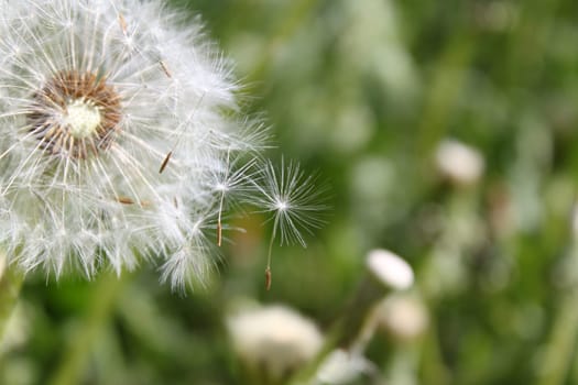 Dandelion