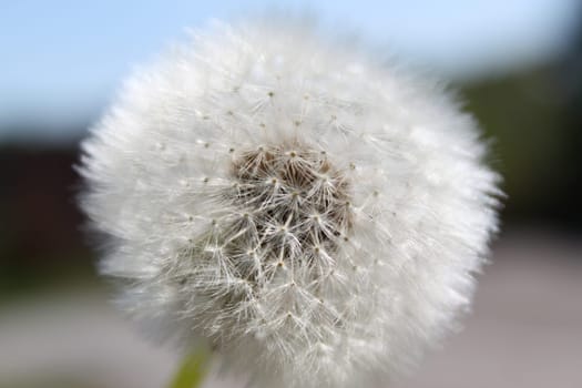 Dandelion