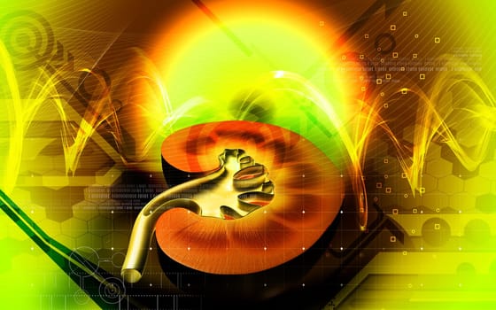 Digital illustration of kidney in colour background