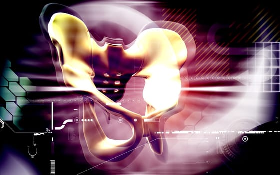 Digital illustration of pelvic girdle in colour background