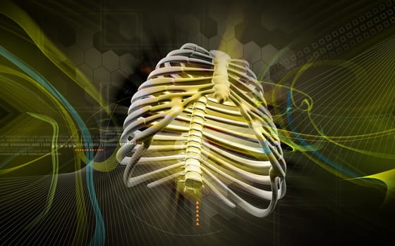Digital illustration of rib cage in colour background