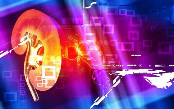 Digital illustration of kidney in colour background