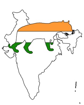 India Tiger