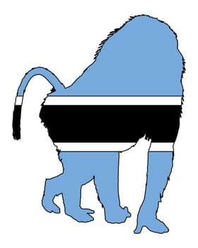 Baboon Botswana