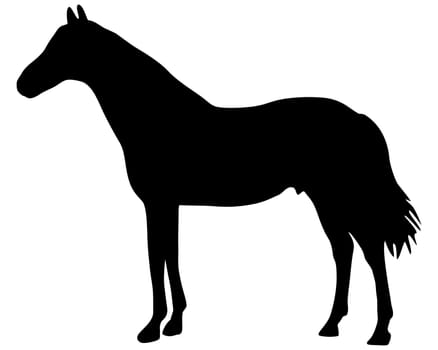 Horse Silhouette