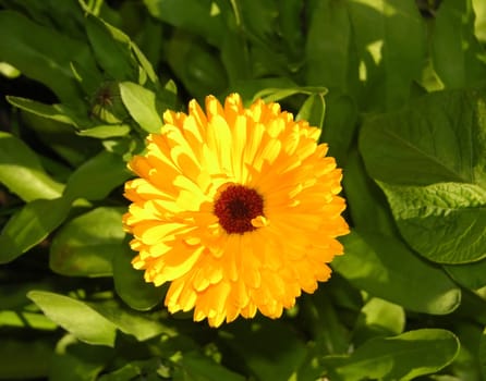 Flower of a marigold in close-up