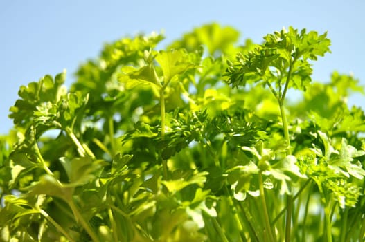 Parsley