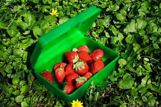 fresh strawberries in the green box on the ground