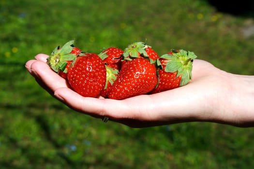 Fresh strawberries in hands on the green background