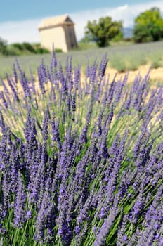 Image shows a lavender field in the region of Provence, southern France