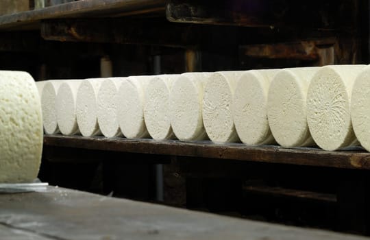 Roquefort cheese in refining in a typical cellard