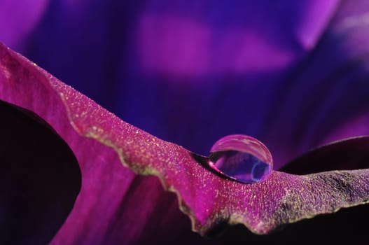 Water drops on a flower