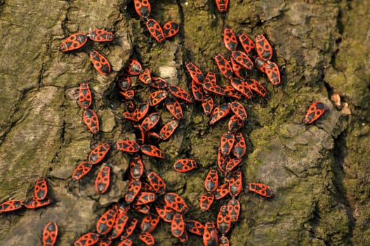 Common firebugs