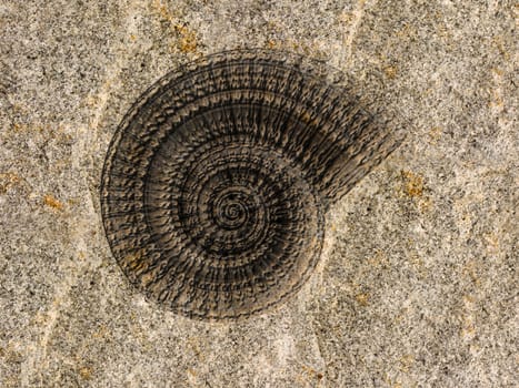 Illustration of the fossilized imprint on an ammonite