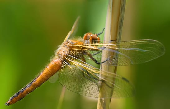 spitzfleck libelle
