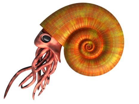 An isolated illustration of an extinct ammonite