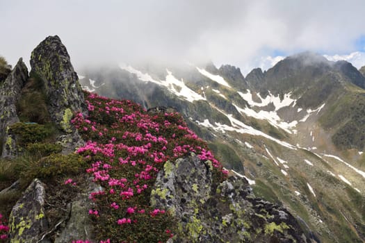 a bouquet of peonies on a rock, Fagaras Mountains, Romania