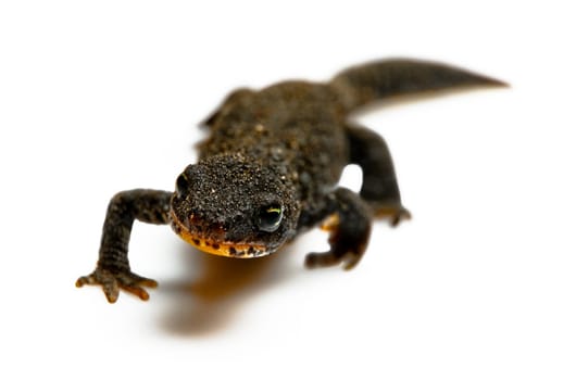 Alpine newt