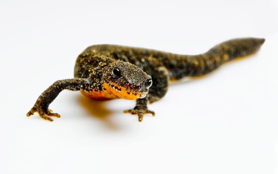 Alpine newt